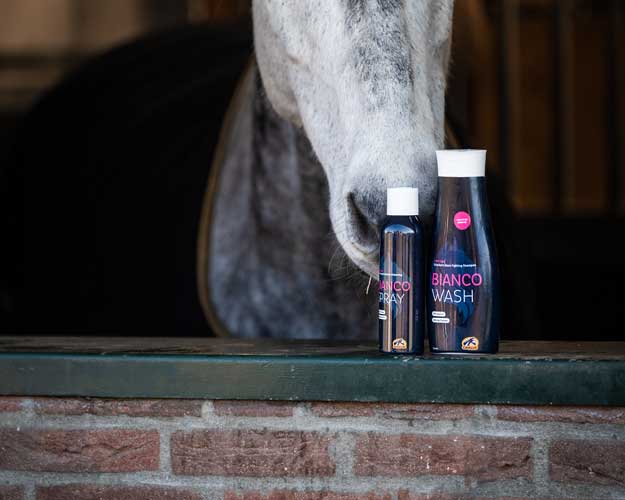 Shampooing sur le rebord de fenêtre du box avec cheval en arrière-plan